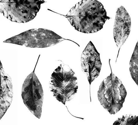 Copy of Leaves_gray_anat