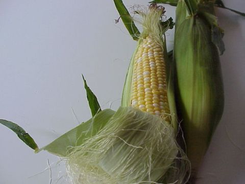corn4F