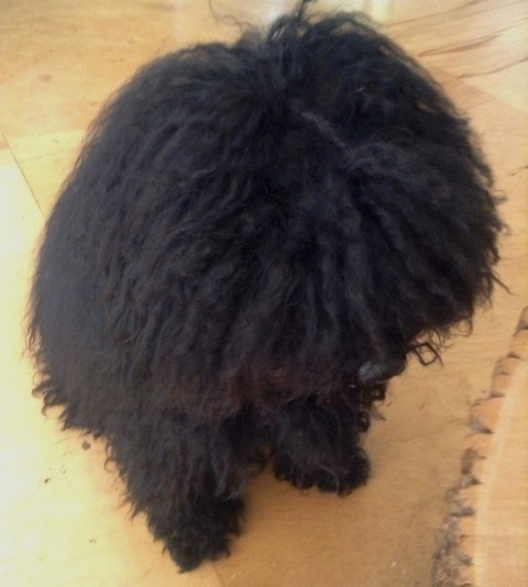 jaxon_edt_8_26_13ipd