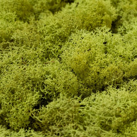 reindeermoss31252265_035_a
