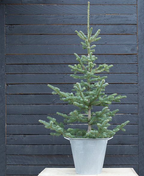 tree31198757_111_a_terrainctptadj